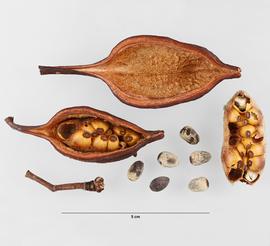  Fruit, seeds:   Brachychiton populneus , fruiting pedicel, detached; interior view of follicle containing seeds; interior view of follicle without seeds; detached cluster of seeds, most with yellow exotestae intact, and encased in stellate-hirsute inner pericarp; seeds (grey-white) with exotestae removed;nbsp;Photo by M. Maher, USDA APHIS PPQ ITP, imageID.idtools.org
